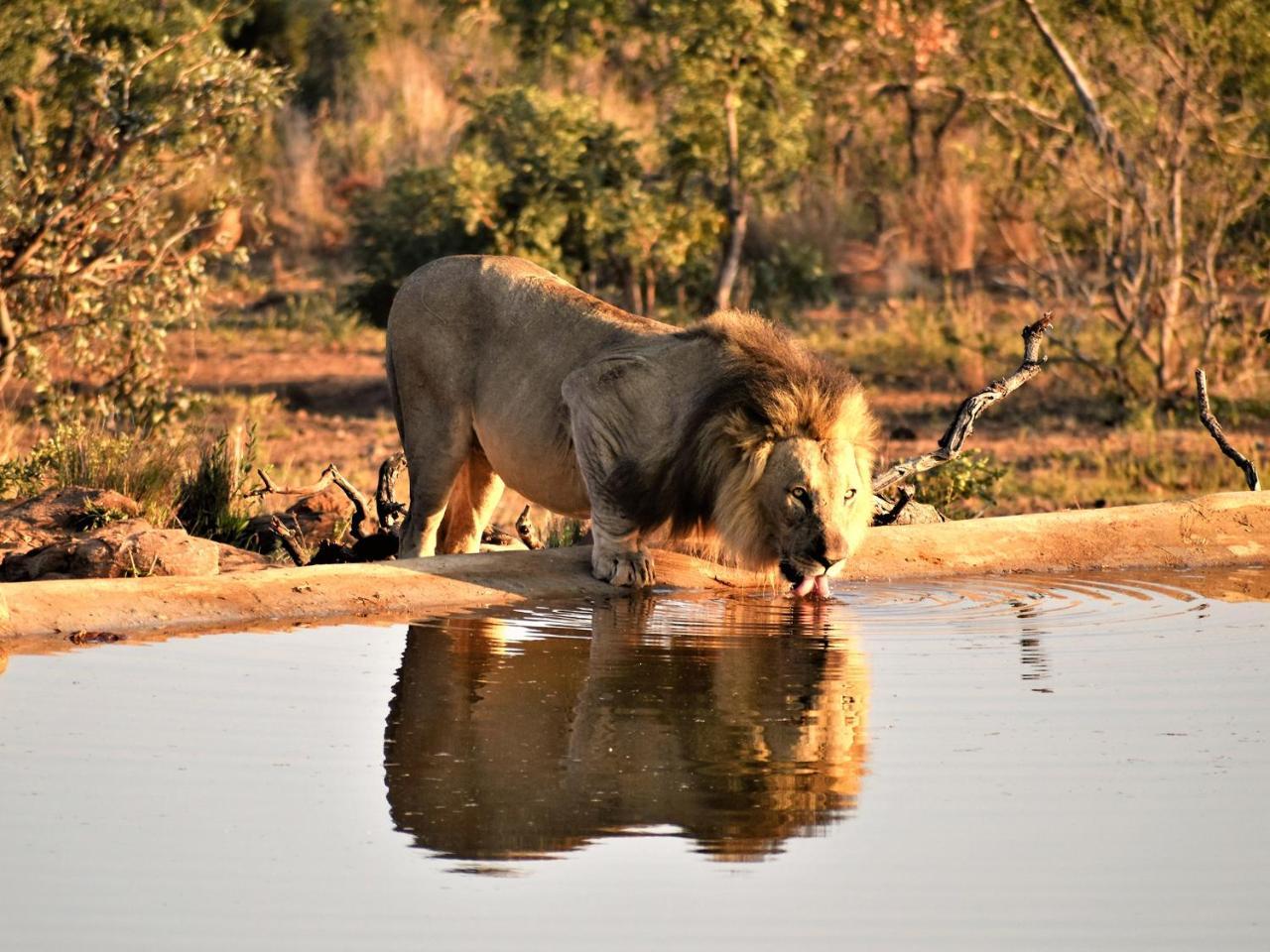 Jamila Game Lodge Vaalwater Εξωτερικό φωτογραφία